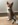 chiot shiba inu  nice Bull et Bill