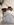 animalerie Bull et Bill cavalier king charles