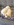animalerie Bull et Bill spitz nain