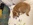 shiba inu nice Bull et Bill