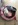 Spitz Nain animalerie Bull et Bill