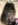 spitz nain nice Bull et Bill