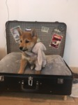 acheter shiba inu