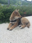 acheter shiba inu