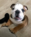 acheter bulldog anglais 