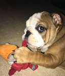 acheter bulldog anglais 