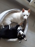 vends shiba inu Bull et Bill