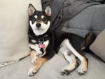 chiot shiba Inu Bull et Bill
