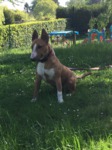 bull terrier miniature Bull et Bill