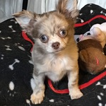 chihuahua à vendre Bull et Bill