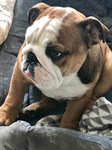 chiot bulldog nice Bull et Bill