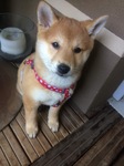 chiot shiba inu Bull et Bill