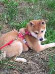 vends shiba inu Bull et Bill