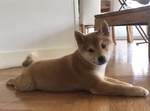 chiot shiba Bull et Bill