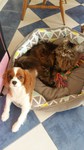 cavalier king Charles Bull et Bill