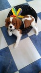 cavalier king Charles Bull et Bill