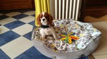 cavalier king Charles Bull et Bill