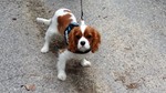 cavalier king Charles Bull et Bill