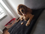vends cocker anglais Bull et Bill