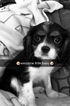 cavalier king charles Bull et Bill