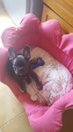 bouledogue bleu à vendre Bull et Bill