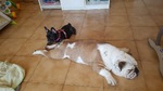 bouledogue bleu à vendre Bull et Bill