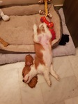 vends cavalier king charles Bull et Bill