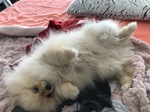 chiot spitz nain à vendre Bull et Bill
