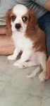 cavalier king charles Bull et Bill