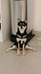 shiba inu à vendre Bull et Bill
