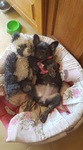 bouledogue bleu à vendre Bull et Bill
