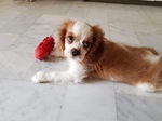 cavalier king charles à vendre Bull et Bill