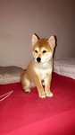 A vendre Shiba Inu Bull et Bill