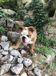 Chiot bulldog à vendre Bull et Bill