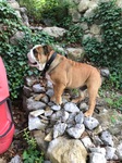 Chiot bulldog anglais Bull et Bill