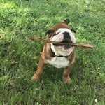 A vendre bulldog anglais Bull et Bill 