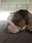 Vends bulldog Bull et Bill 