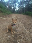 Shiba Inu a vendre Bull et Bill