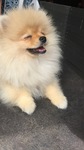 Chiot Spitz Nain Bull et Bill