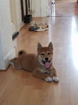 chiot Shiba Inu Bull et Bill