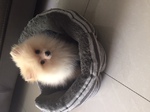 a vendre Spitz Nain Bull et Bill