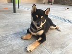 chiot shiba à vendre Bull et Bill