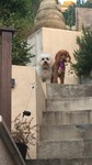 Chiot à vendre Bull et Bill
