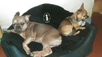 vente de chiots Bull et Bill