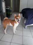chiot Shiba Inu à vendre Bull et Bill