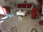 Chiot Spitz Nain Bull et bill
