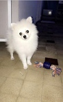 Spitz Nain a vendre Bull et Bill
