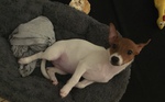 Jack Russel à vendre Bull et bill 