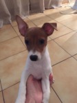 chiot Jack Russel à vendre Bull et bill