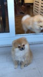 Spitz Nain a vendre Bull et bill 